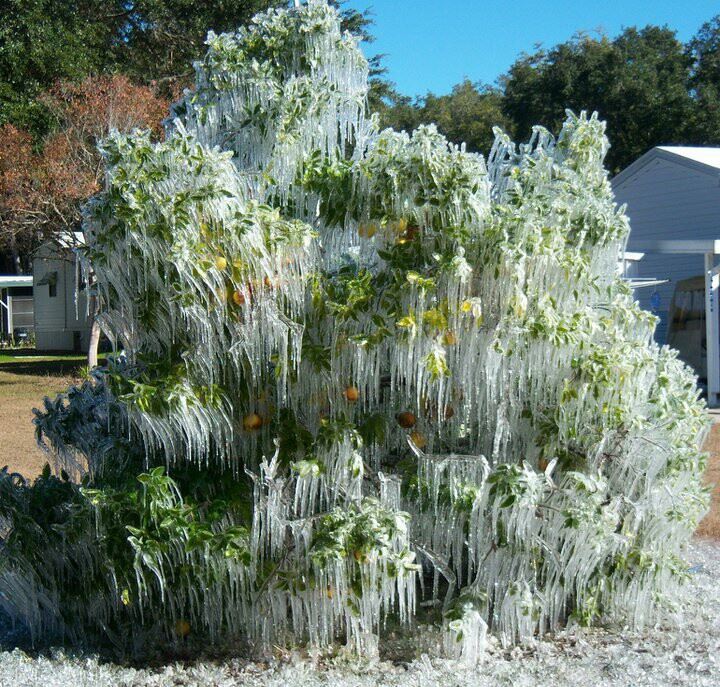 Iced orange tree 2010